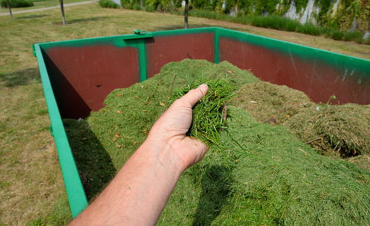 on the lawn is a green tin container for grass clippings from gardens and parks. a man checks the quality and quantity of grass by hand. a handful of green biological matter in the recycling compost, decompose
