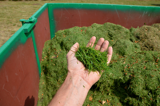 on the lawn is a green tin container for grass clippings from gardens and parks. a man checks the quality and quantity of grass by hand. a handful of green biological matter in the recycling compost, decompose