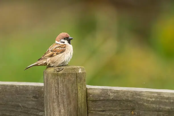 Photo of Tree sparrow