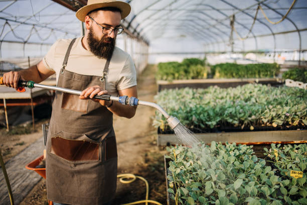 istock Keeping the seedlings fresh and growing 1412876254
