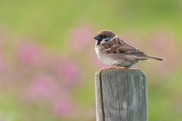 Tree sparrow (Passer montanus), Yorkshire coast, Uk