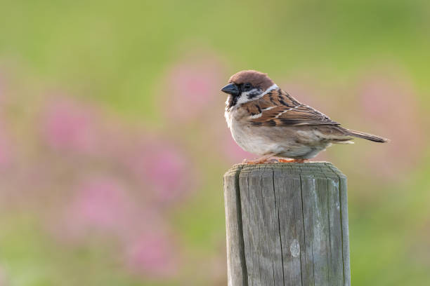 воробей деревьев - tree sparrow стоковые фото и изображения