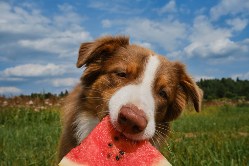 Aussie on green meadow in grass enjoys eating fruit on warm day. Dog on background of blue sky. Concept of pets as people. Australian Shepherd dog eats juicy fresh watermelon outside in summer.