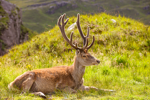 Callum is a wid red deer stag that lives in Torridon in the Scottish Highlands. He can often be seen hanging around a carpark.