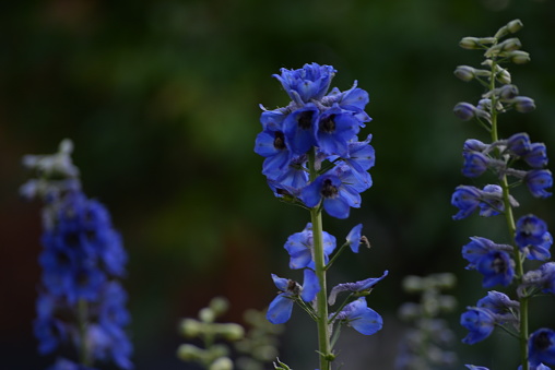 Banner. Delphinium, One large flowers Blue Delphinium flower on a Sunny bright day. Macro horizontal photography. \ndelphinium branches dawn dacha summer blue flowers