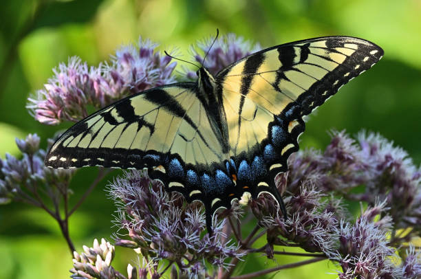 istock Sun-dappled tiger swallowtail butterfly 1412880330