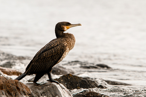 Side view of Great black cormorant also known as Phalacrocorax carbo standing on stone. Bird in natural habitat