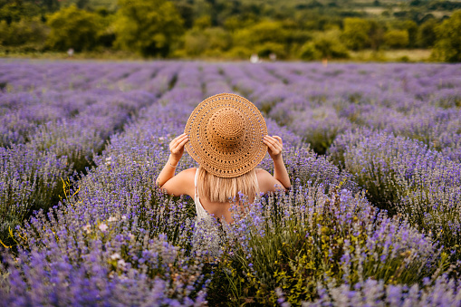 Rear view of beautiful young woman in lavender field.