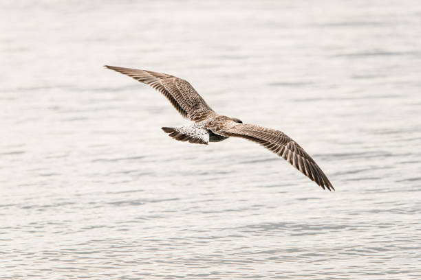 gran vista de gaviota manchada volando en el aire - animals in the wild blue beak mottled fotografías e imágenes de stock