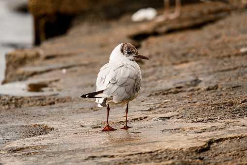 rear view of young black-headed gull also known as Chroicocephalus ridibundus standing on stone shore near the water