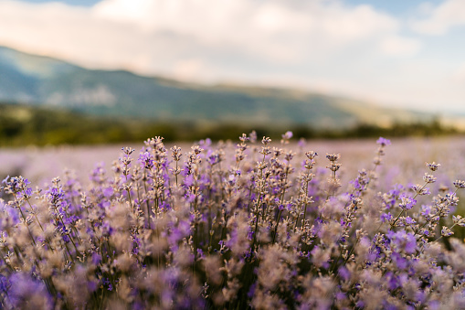 Bush of beautiful lavender flowers in lavender field.