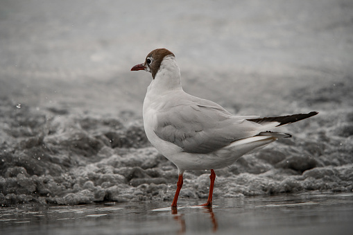 Beautiful young black-headed gull also known as Chroicocephalus ridibundus standing on shore at water. Bird in natural habitat. Blurred background