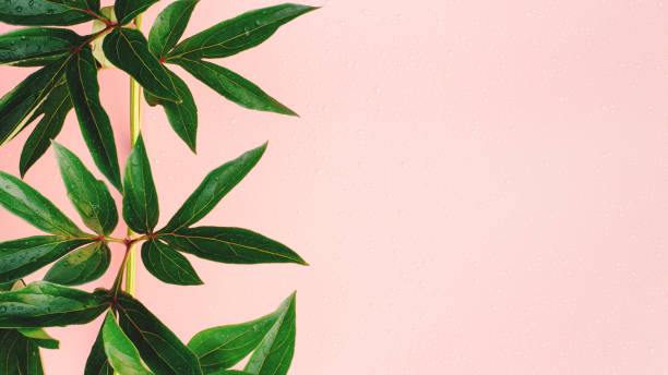 istock Green fresh leaves on pink background with rain drops. 1412885155