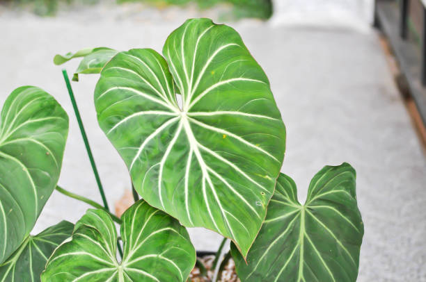 istock Philodendron gloriosum, Araceaeor Philodendronor P gloriosum 1412885811