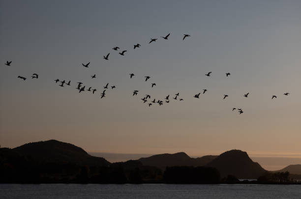 istock Birds flying over Le Bic in Gaspe peninsula 1412886229