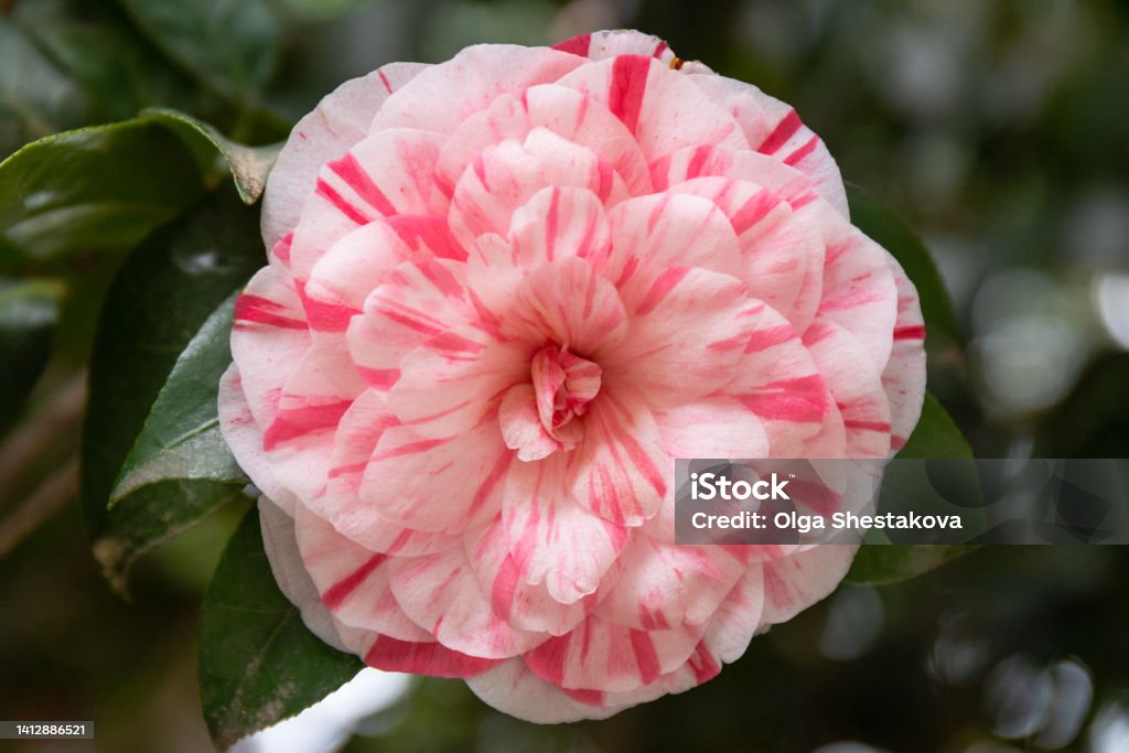 Incredible beautiful red camellia - Camellia japonica, known as common camellia or Japanese camellia. Blossom of camelia japonica, Uso Otome variety, lpetal camellia, japanese camellia. Camellia Stock Photo