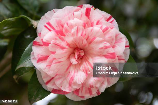 Incredible Beautiful Red Camellia Camellia Japonica Known As Common Camellia Or Japanese Camellia Stock Photo - Download Image Now