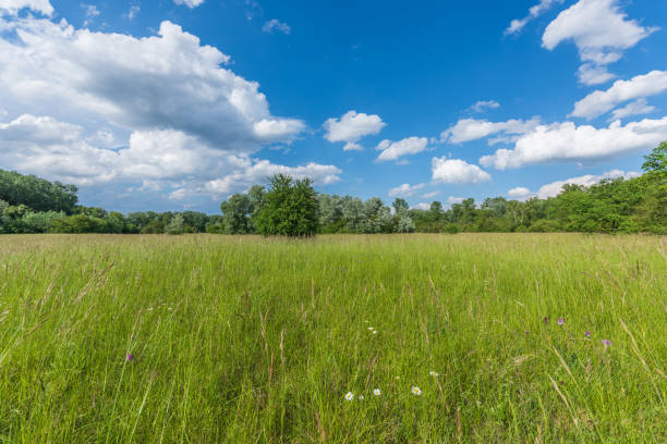 istock Preserved natural green meadow with rich biodiversity. 1412886525