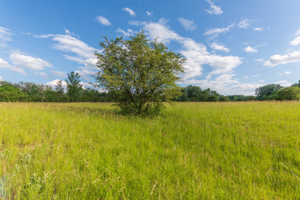 istock Preserved natural green meadow with rich biodiversity. 1412886536