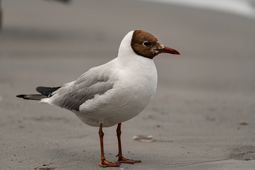 Beautiful view of black-headed gull also known as Chroicocephalus ridibundus standing on sandy shore. Bird in natural habitat. Blurred background