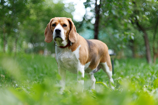 Portrait of an old friendly beagle in the park, family member.