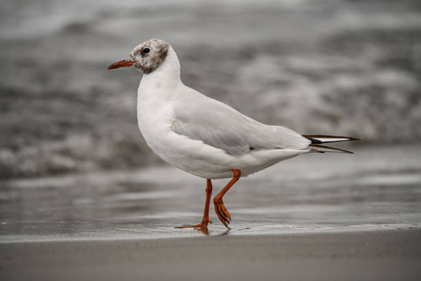 Germany, Hamburg, harbor, October 25, 2024 - A seagull sits on the quay in the harbor