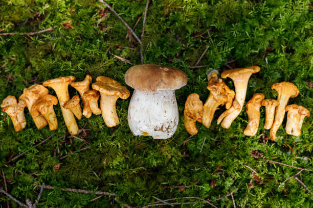 istock Wild forest mushrooms on moss - chanterelles and porcini. 1412888332