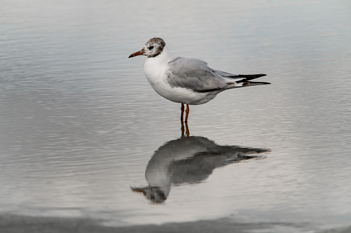 Pretty young black-headed gull also known as Chroicocephalus ridibundus standing in water and reflection in it
