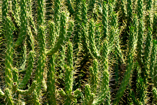 group of textured surface of red and green cactus flower in Aruba island