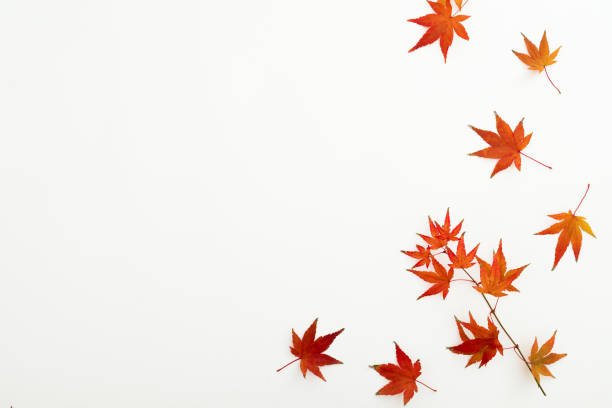 istock Autumnal concept with fall leaves on white background. Flat lay, top view. Thanksgiving day concept. 1412889375