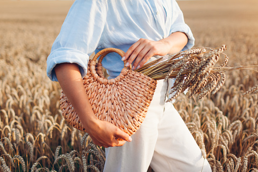 Close up of straw handbag filled with wheat. Woman holding summer purse with bundle of wheat in field at sunset. Natural eco friendly clothes and accessories