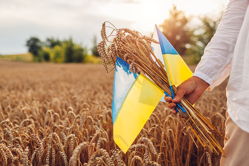 Independence Day of Ukraine. Close up of ukrainian blue and yellow flags in field with bunch of wheat at sunset. Close up of symbol of freedom in female hands