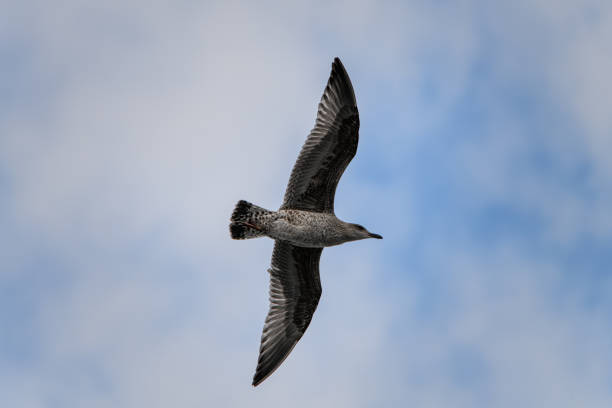 hermoso primer plano de la joven gaviota manchada volando en el cielo - animals in the wild blue beak mottled fotografías e imágenes de stock