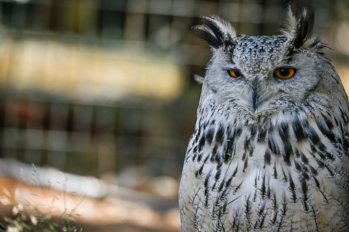 Bubo bubo Sibiricus - Siberian owl, is a species of bird Strigiformes in the family Strigidae.