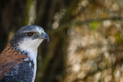 Geranoaetus polyosoma or buteo polyosoma, is a species of accipitriforme bird in the family Accipitridae.