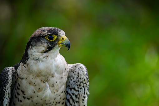 Falco biarmicus or borni falcon, barni or lanario is a species of falconiform bird in the Falconidae family.