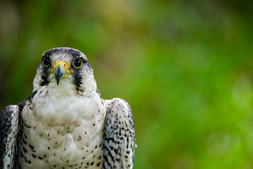 Falco biarmicus or borni falcon, barni or lanario is a species of falconiform bird in the Falconidae family.