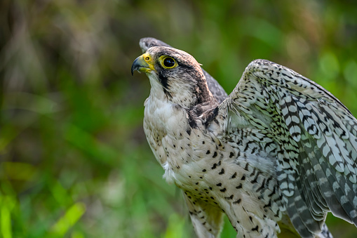 Falco peregrinus female or peregrine falcon, Scottish line.