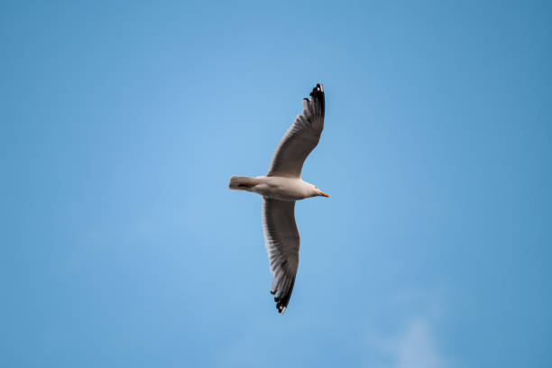 gran gaviota blanca vuela alto en el cielo azul claro. - animals in the wild blue beak mottled fotografías e imágenes de stock