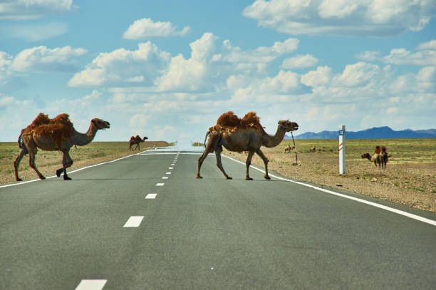 Camels cross the highway stock photo