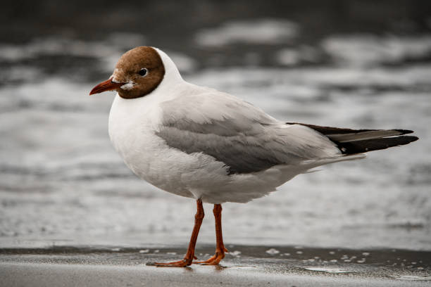 A flock of Seagulls in Malibu
