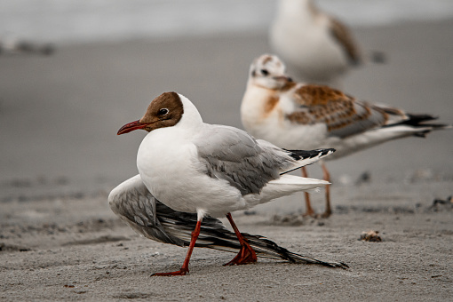 Selective focus on black-headed gull also known as Chroicocephalus ridibundus walking with spread one wing at sandy coast