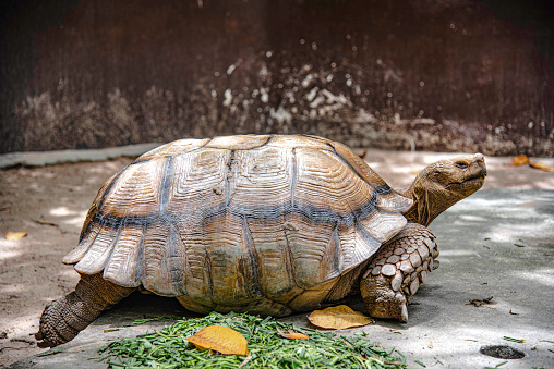 The Galapagos giant tortoise is seen in Suan Phueng District Zoo, Thailand.