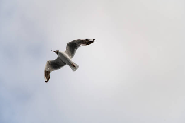 impresionantes hermosas moscas de gaviota de cabeza negra con sus alas extendidas contra el cielo - animals in the wild blue beak mottled fotografías e imágenes de stock