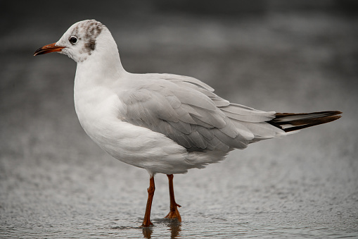 Close-up side view of young gull standing on shore at water. Bird in natural habitat. Blurred background. Waterbird