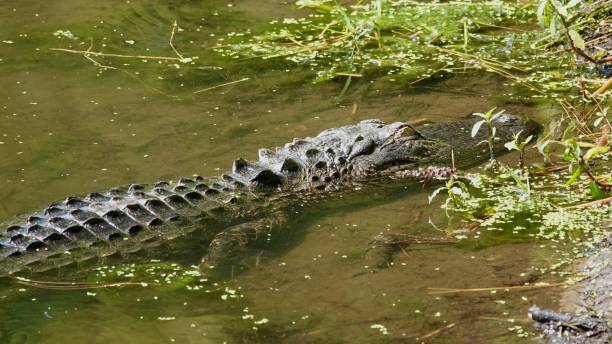 istock American Alligator Floating in the Lake 1412893082