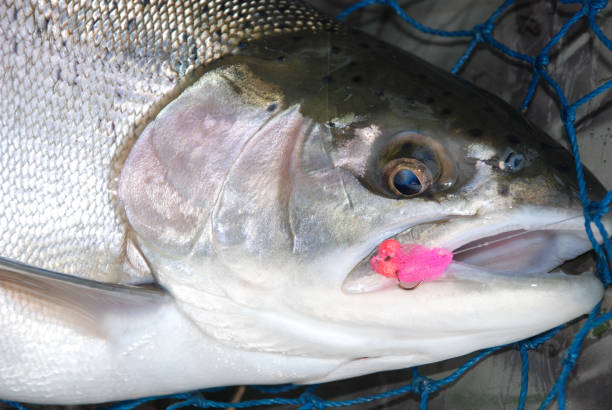 pstrąg - brown trout zdjęcia i obrazy z banku zdjęć