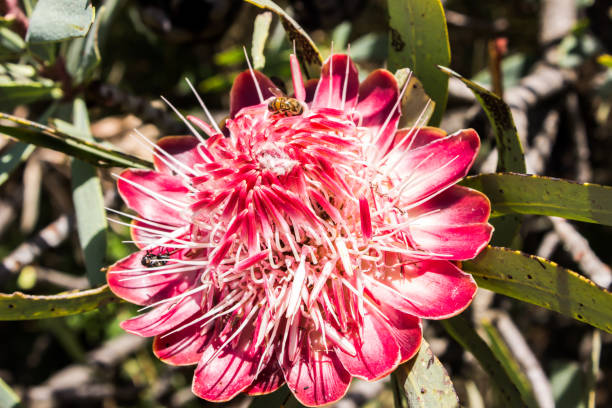 istock Pink Protea Flower of a Sugar bush, Protea Caffra 1412895138