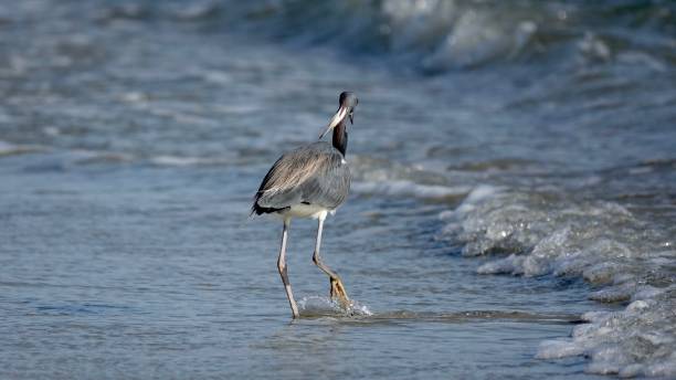 Photo of Tricolored Heron Fishing for Breakfast