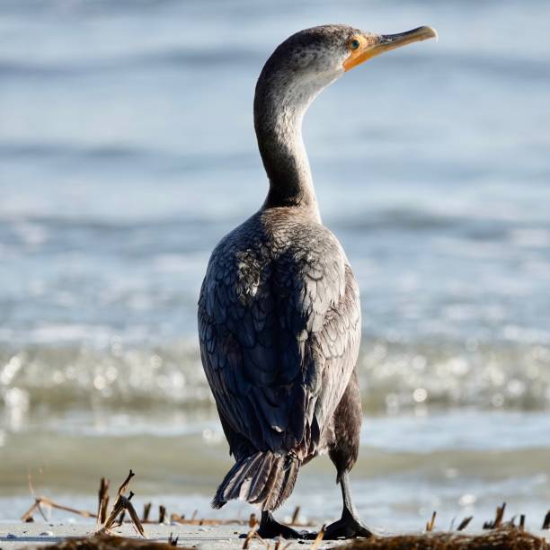 istock Juvenile Double-Crested Cormorant Sunbathing at the Beach 1412895282